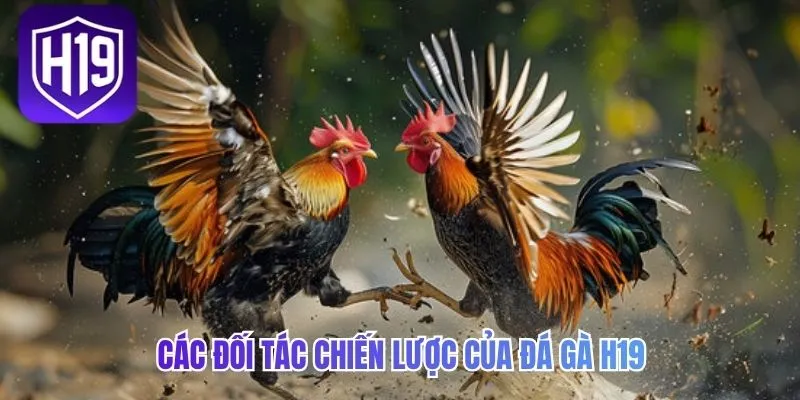 Các đối tác chiến lược của đá gà H19